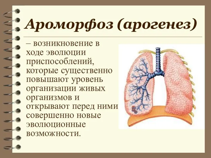 Ароморфоз (арогенез) – возникновение в ходе эволюции приспособлений, которые существенно повышают уровень