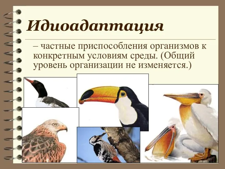 Идиоадаптация – частные приспособления организмов к конкретным условиям среды. (Общий уровень организации не изменяется.)