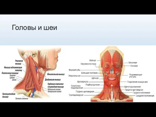 Головы и шеи