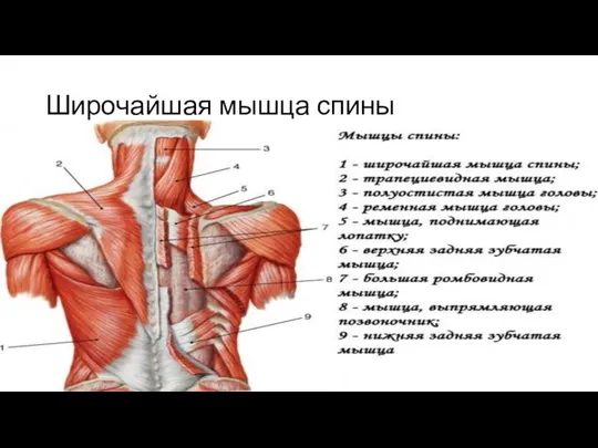 Широчайшая мышца спины