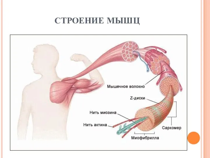 СТРОЕНИЕ МЫШЦ