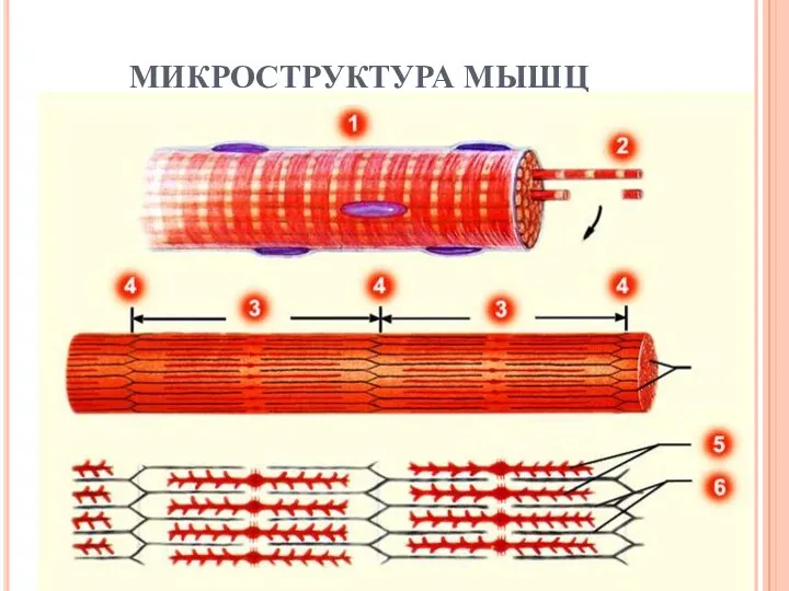 МИКРОСТРУКТУРА МЫШЦ