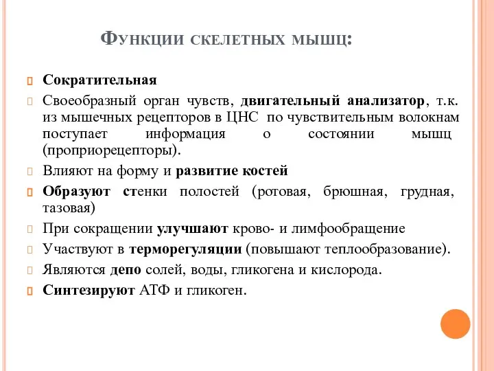 Функции скелетных мышц: Сократительная Своеобразный орган чувств, двигательный анализатор, т.к. из мышечных