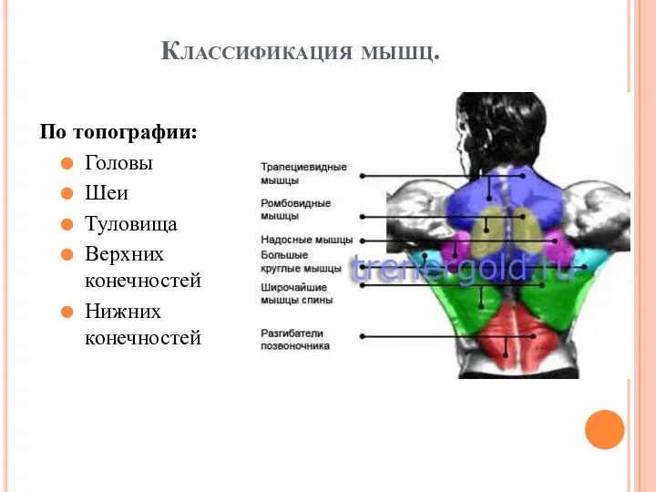 Классификация мышц. По топографии: Головы Шеи Туловища Верхних конечностей Нижних конечностей