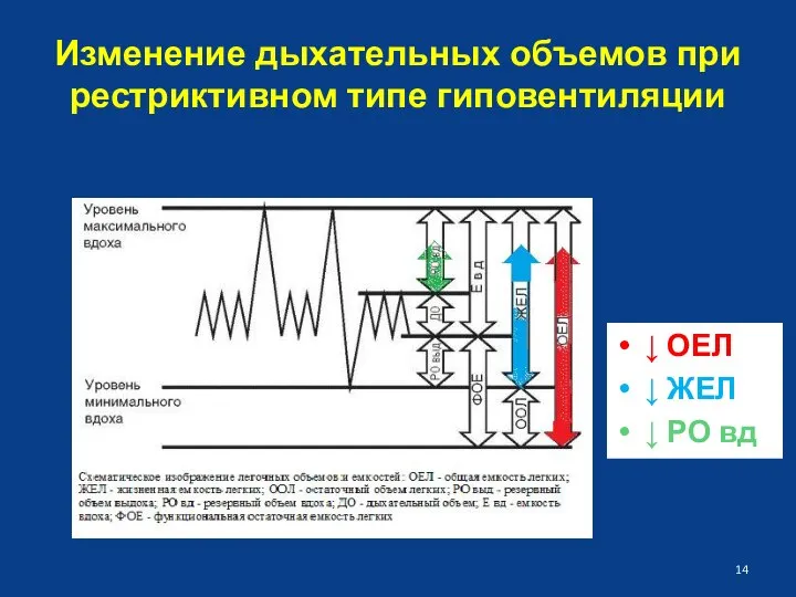 Изменение дыхательных объемов при рестриктивном типе гиповентиляции ↓ ОЕЛ ↓ ЖЕЛ ↓ РО вд