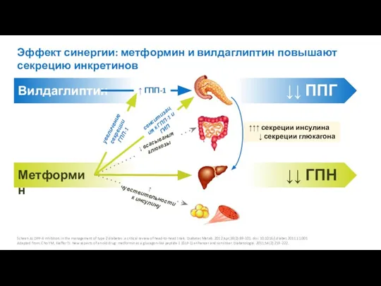 Эффект синергии: метформин и вилдаглиптин повышают секрецию инкретинов Scheen AJ.DPP-4 inhibitors in