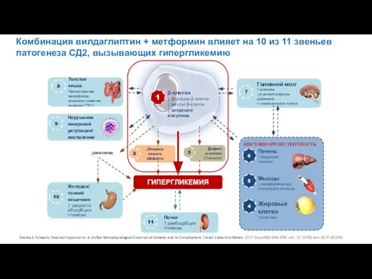 ↓амилина Дефект α-клеток ↑Глюкагон ГИПЕРГЛИКЕМИЯ 3 Stanley S. Schwartz, Solomon Epstein et