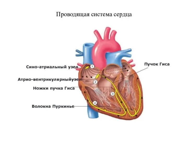 Проводящая система сердца