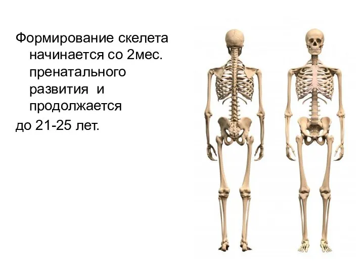 Формирование скелета начинается со 2мес. пренатального развития и продолжается до 21-25 лет.