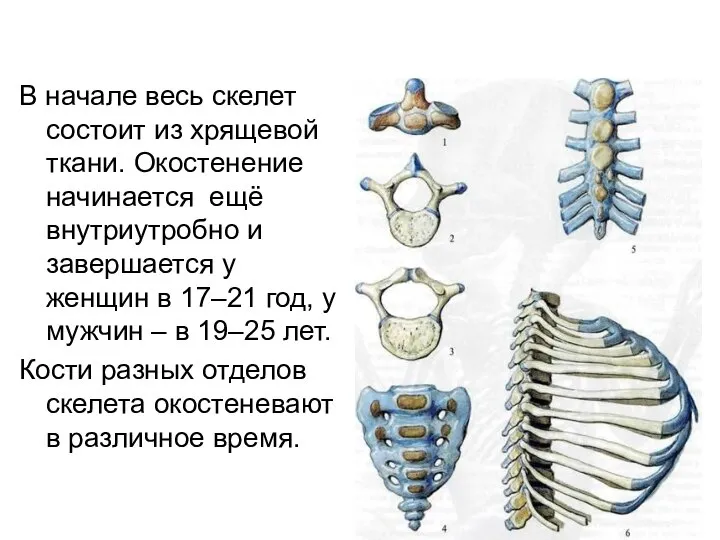В начале весь скелет состоит из хрящевой ткани. Окостенение начинается ещё внутриутробно