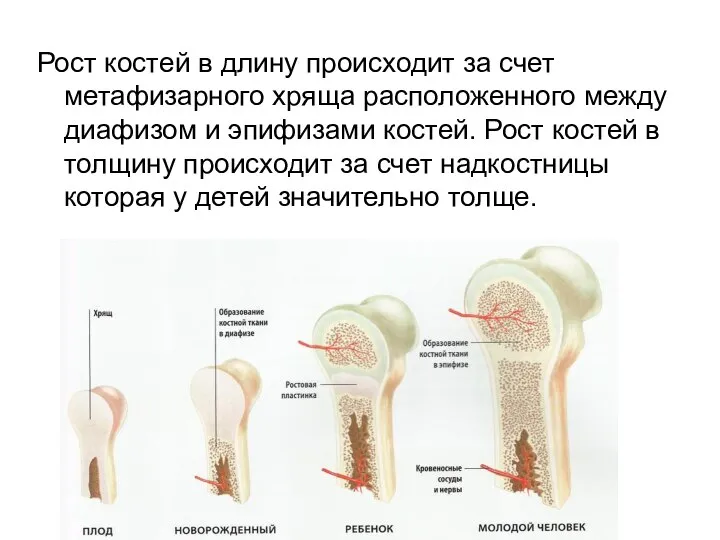 Рост костей в длину происходит за счет метафизарного хряща расположенного между диафизом