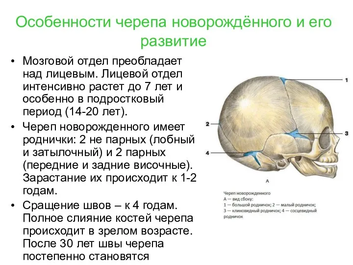 Особенности черепа новорождённого и его развитие Мозговой отдел преобладает над лицевым. Лицевой