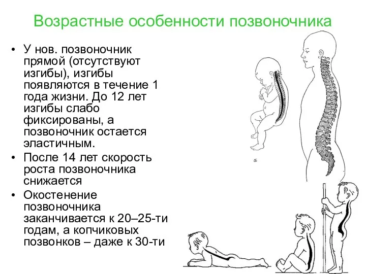 Возрастные особенности позвоночника У нов. позвоночник прямой (отсутствуют изгибы), изгибы появляются в