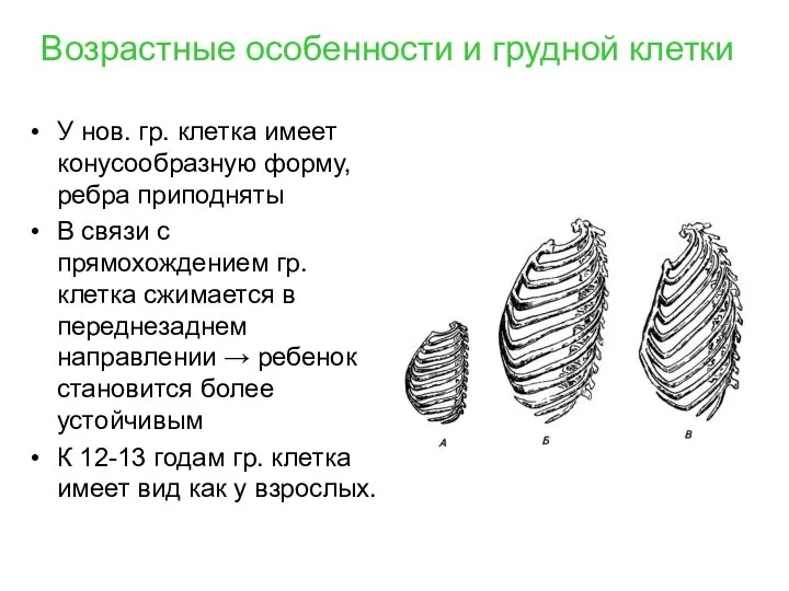 Возрастные особенности и грудной клетки У нов. гр. клетка имеет конусообразную форму,