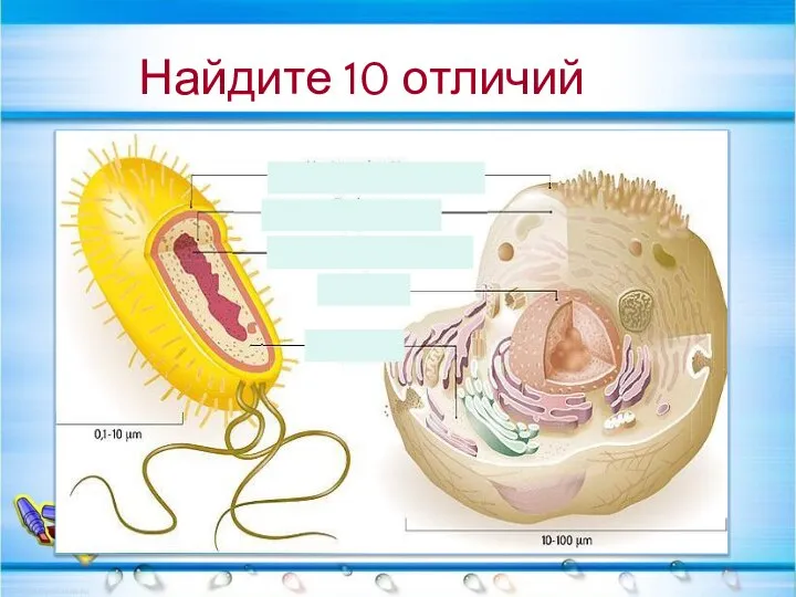 Найдите 10 отличий