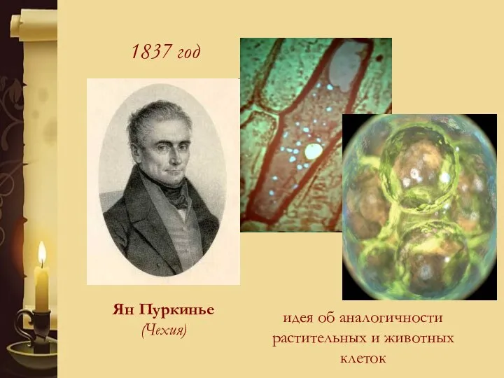 1837 год Ян Пуркинье (Чехия) идея об аналогичности растительных и животных клеток
