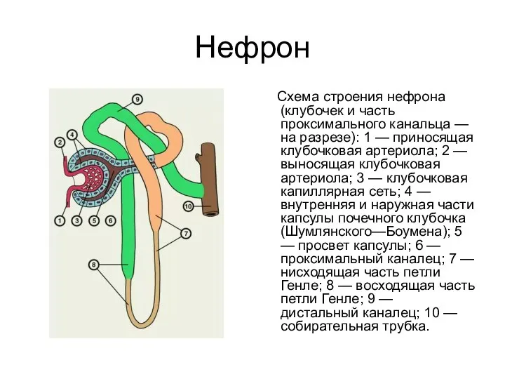 Нефрон Схема строения нефрона (клубочек и часть проксимального канальца — на разрезе):