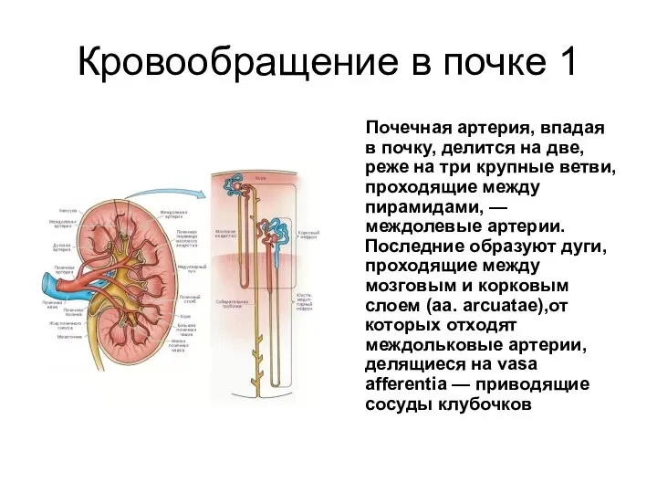 Кровообращение в почке 1 Почечная артерия, впадая в почку, делится на две,