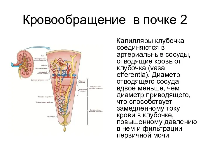 Кровообращение в почке 2 Капилляры клубочка соединяются в артериальные сосуды, отводящие кровь