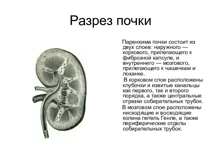 Разрез почки Паренхима почки состоит из двух слоев: наружного — коркового, прилегающего