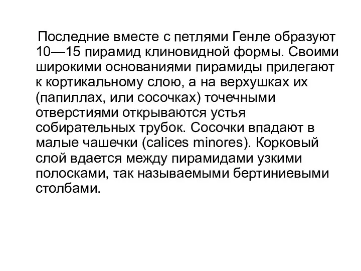 Последние вместе с петлями Генле образуют 10—15 пирамид клиновидной формы. Своими широкими