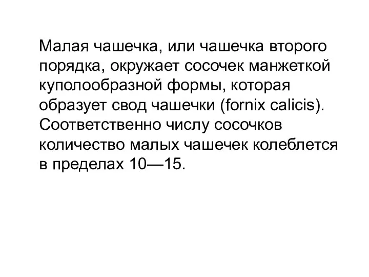 Малая чашечка, или чашечка второго порядка, окружает сосочек манжеткой куполообразной формы, которая