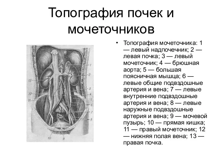 Топография почек и мочеточников Топография мочеточника: 1 — левый надпочечник; 2 —