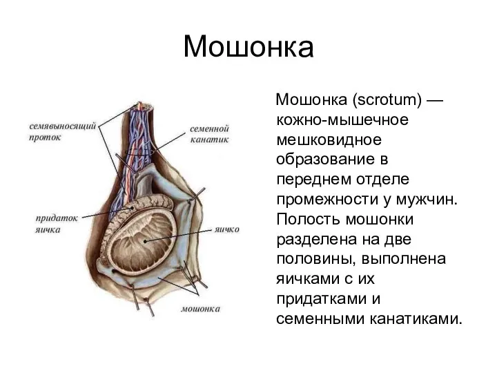 Мошонка Мошонка (scrotum) — кожно-мышечное мешковидное образование в переднем отделе промежности у