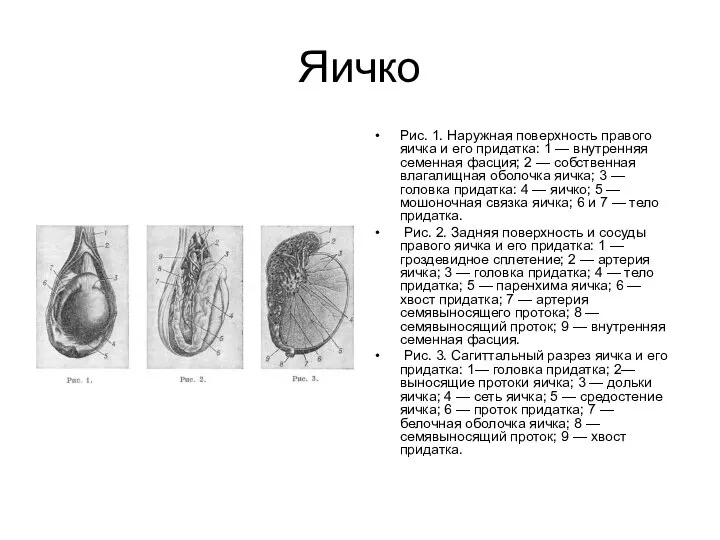 Яичко Рис. 1. Наружная поверхность правого яичка и его придатка: 1 —