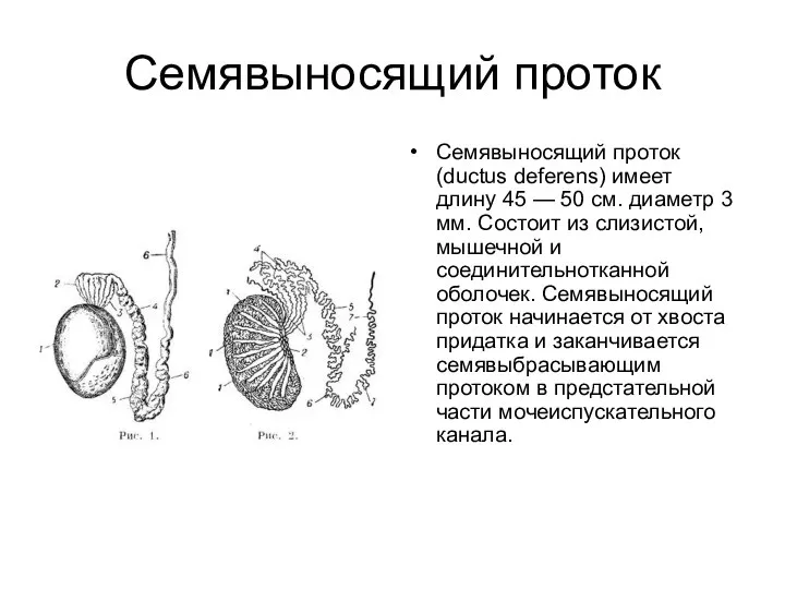 Семявыносящий проток Семявыносящий проток (ductus deferens) имеет длину 45 — 50 см.