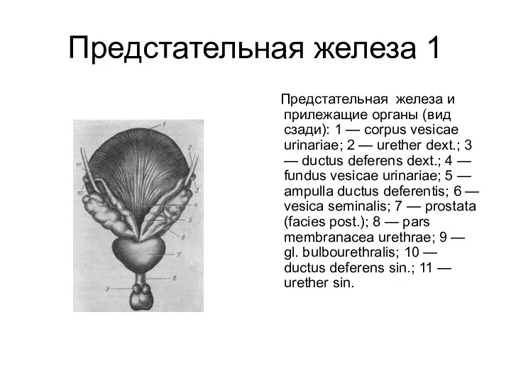 Предстательная железа 1 Предстательная железа и прилежащие органы (вид сзади): 1 —