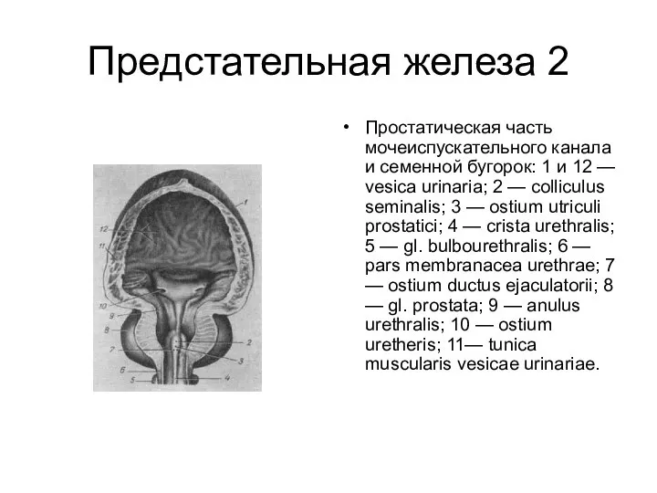 Предстательная железа 2 Простатическая часть мочеиспускательного канала и семенной бугорок: 1 и