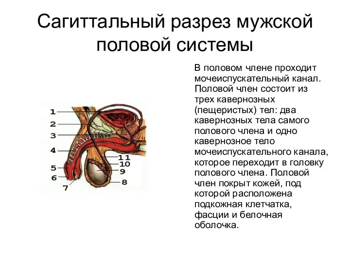 Сагиттальный разрез мужской половой системы В половом члене проходит мочеиспускательный канал. Половой