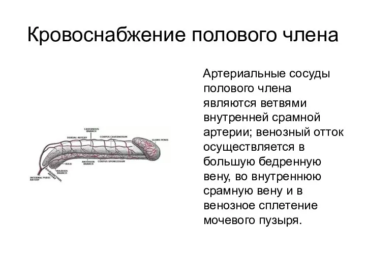 Кровоснабжение полового члена Артериальные сосуды полового члена являются ветвями внутренней срамной артерии;