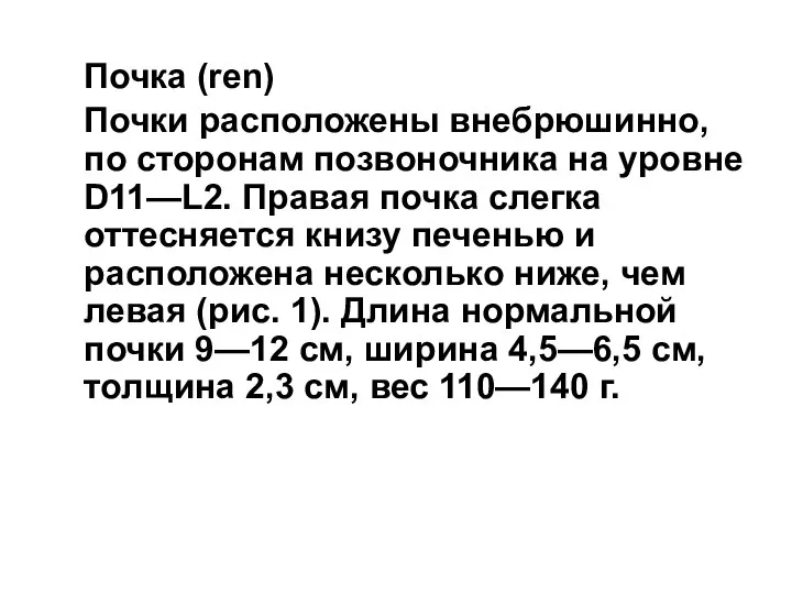 Почка (ren) Почки расположены внебрюшинно, по сторонам позвоночника на уровне D11—L2. Правая