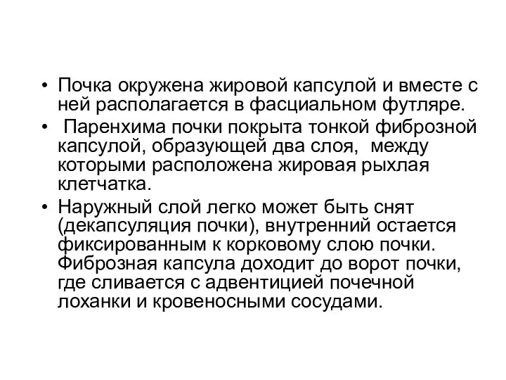 Почка окружена жировой капсулой и вместе с ней располагается в фасциальном футляре.