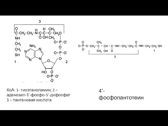 КоА: 1- тиоэтаноламин; 2 – аденозил-3’-фосфо-5’-дифосфат 3 – пантеновая кислота 4’-фосфопантотеин