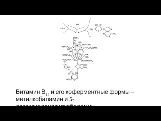 Витамин В12 и его коферментные формы – метилкобаламин и 5-дезоксиаденозилкобаламин