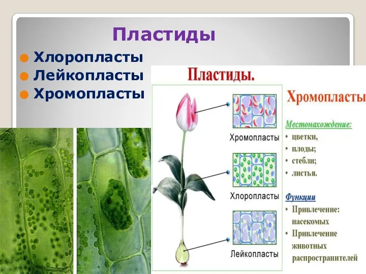 Пластиды Хлоропласты Лейкопласты Хромопласты