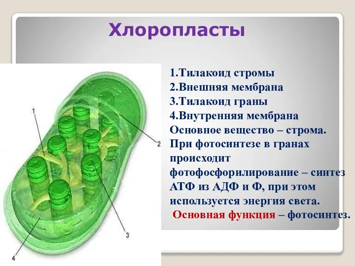 Хлоропласты 1.Тилакоид стромы 2.Внешняя мембрана 3.Тилакоид граны 4.Внутренняя мембрана Основное вещество –