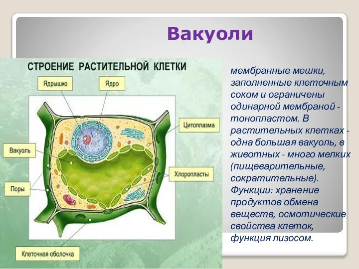 Вакуоли мембранные мешки, заполненные клеточным соком и ограничены одинарной мембраной - тонопластом.