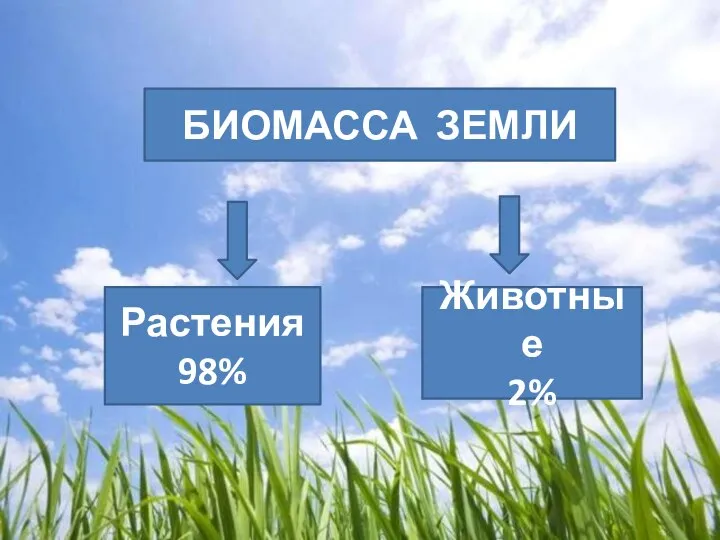 БИОМАССА ЗЕМЛИ Растения 98% Животные 2%