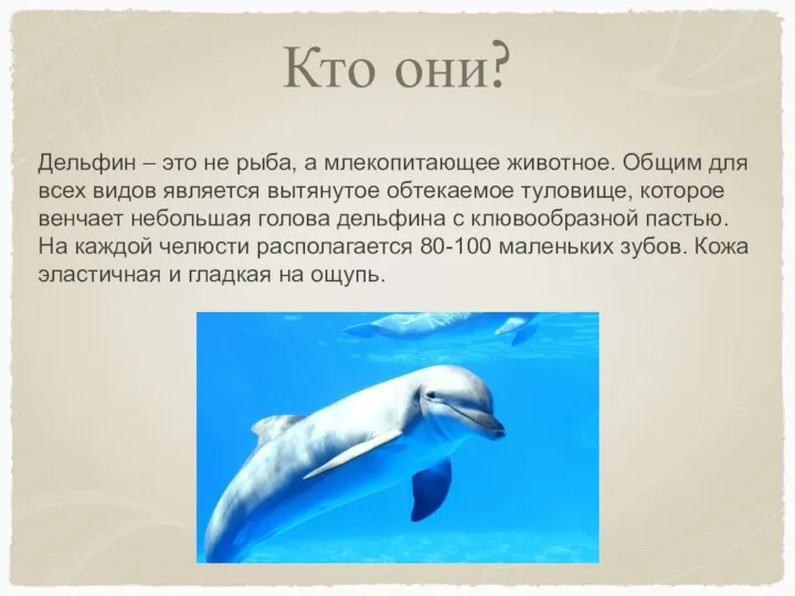 Кто они? Дельфин – это не рыба, а млекопитающее животное. Общим для