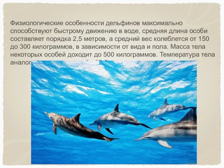Физиологические особенности дельфинов максимально способствуют быстрому движению в воде, средняя длина особи