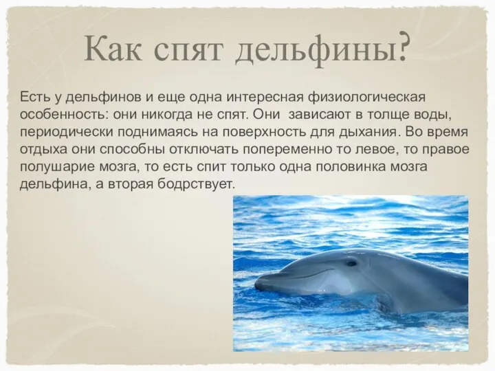 Как спят дельфины? Есть у дельфинов и еще одна интересная физиологическая особенность: