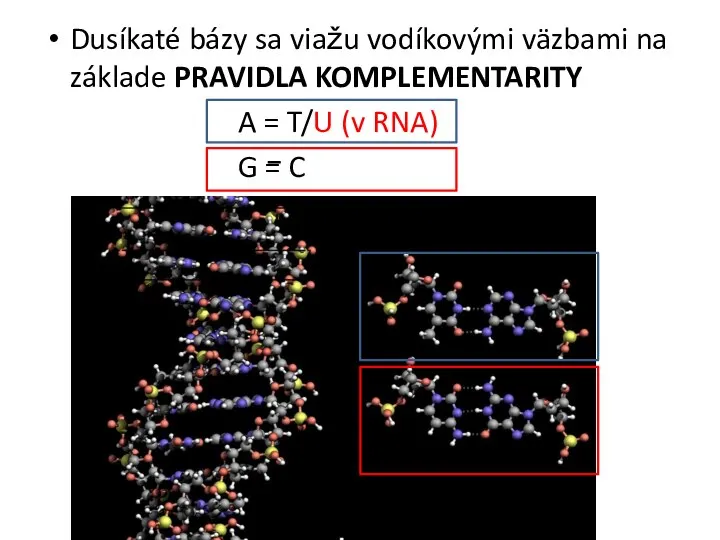 Dusíkaté bázy sa viažu vodíkovými väzbami na základe PRAVIDLA KOMPLEMENTARITY A =