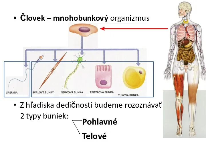 Človek – mnohobunkový organizmus Z hľadiska dedičnosti budeme rozoznávať len 2 typy buniek: Pohlavné Telové