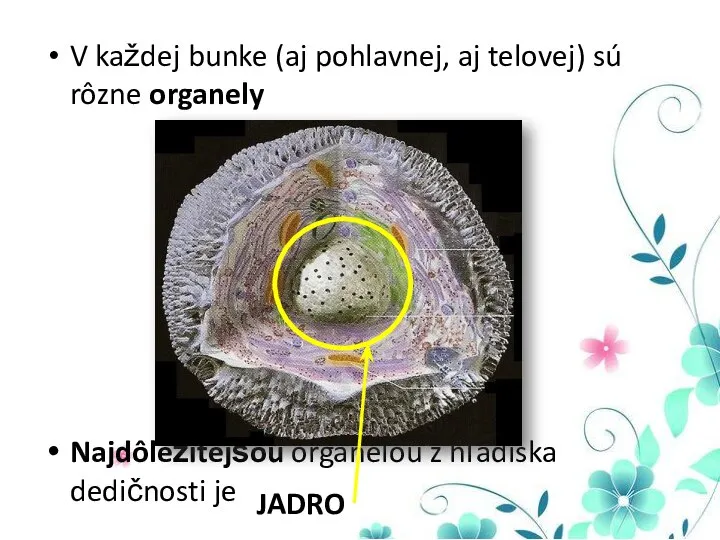 V každej bunke (aj pohlavnej, aj telovej) sú rôzne organely Najdôležitejšou organelou