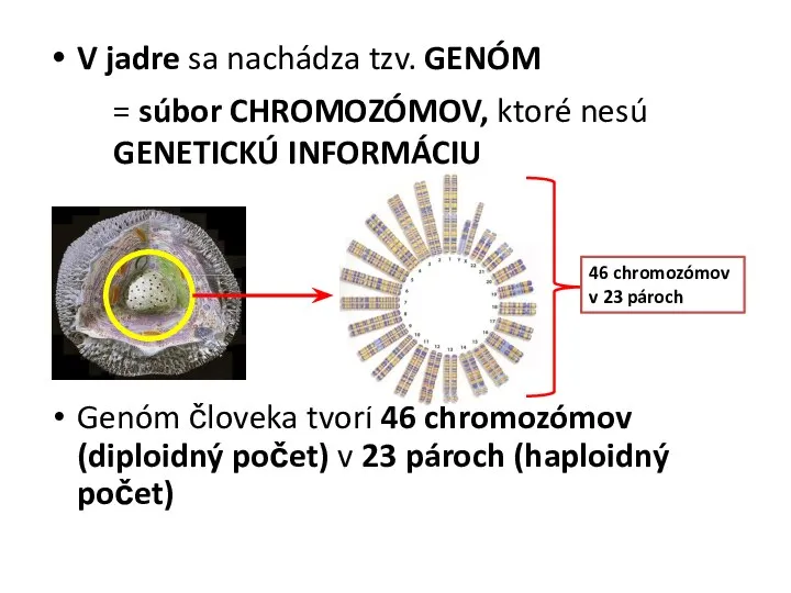 V jadre sa nachádza tzv. GENÓM Genóm človeka tvorí 46 chromozómov (diploidný