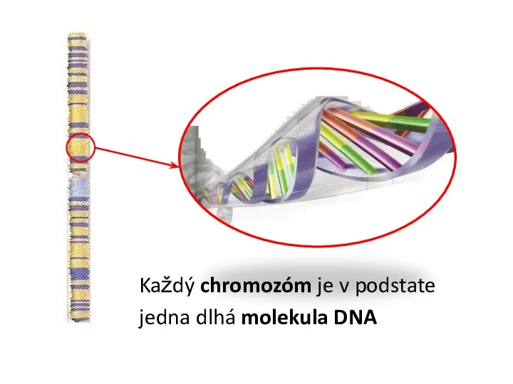 Každý chromozóm je v podstate jedna dlhá molekula DNA